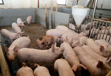 élevage de porcs dans une ferme au Danemark