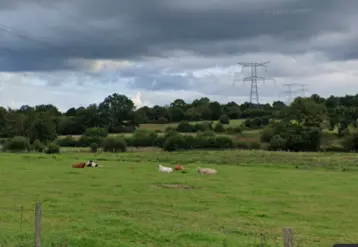 Vaches dans un près sous des lignes à haute tension dans la Manche près d’Isigny-le-Buat.