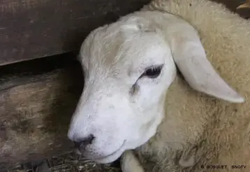   Mouton atteint de la FCO  