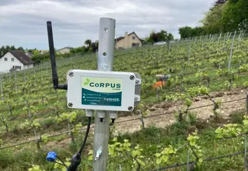 Système de pilotage de l'irrigation dans une parcelle de vigne