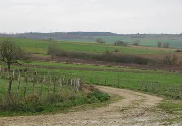 Parcelles agricoles de chaque côté d'un chemin rural.