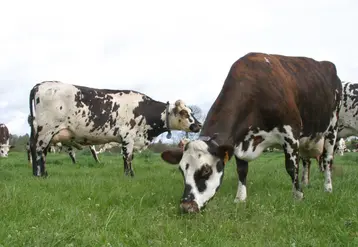 vaches normandes dans un pré