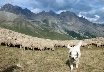  Chien Patou assurant la protection d' un troupeau de brebis au pâturage au col du Galibier entre les Hautes-Alpes et l' Isère. 