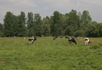 Vaches laitières sur une prairie en zone humide.