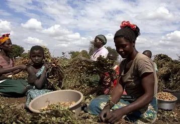 femmes travaillant dans un cham au malawi
