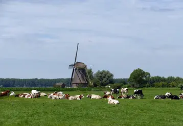 vaches dans un champ avec un moulin en arrière-plan aux pays-bas