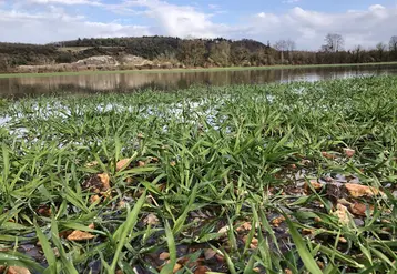 parcelle d'orge inondée