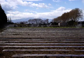 Champ semé sous paillage plastique