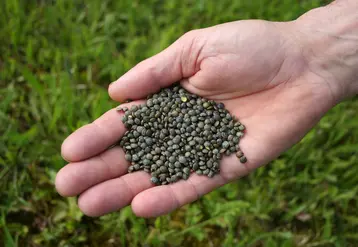 lentilles vertes tenues dans une main devant un champ