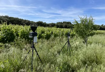 station météo au bord d'un champ de vigne