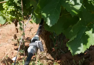 système d'irrigation dans les vignes