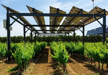 Ombrières photovoltaïques au-dessus de vignes   