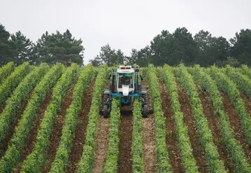 tracteur travaillant dans un cham de vignes