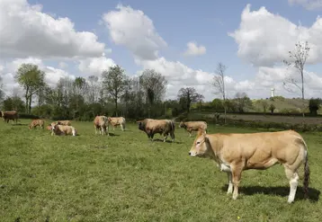 vaches au pré