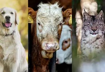 chien, vache, lynx sur une affiche de la Fondation 30 millions d'amis