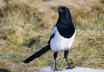 Pie bavarde dans une prairie. 