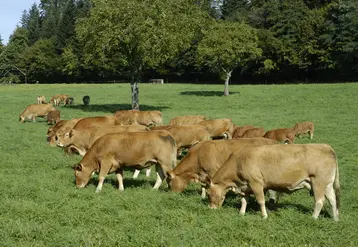 Troupeau de limousines au Pâturage  