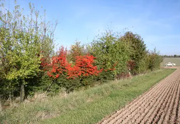 végétation en bordure de champ