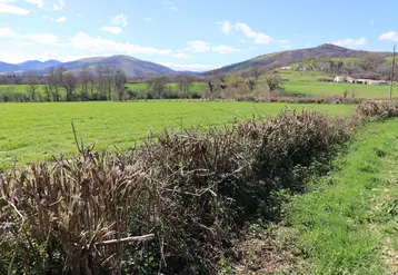Haie taillée à l'épareuse entre deux prairies.