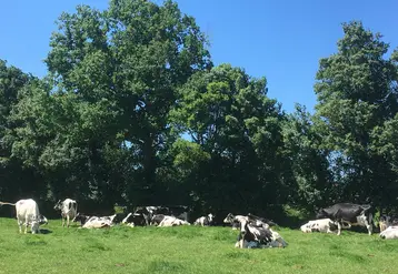 vaches dormant dans un pré à l'ombre de haies