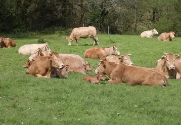 vaches dans un champ