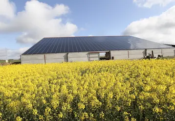 champ de colza et en arrière plan bâtiment agricole avec toit photovoltaique