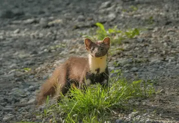 La martre n’est plus classée comme un animal susceptible d’occasionner des dégâts dans toute la France.