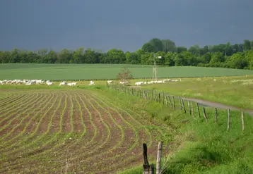 troupeau en arrière plan derrière un champ de maïs