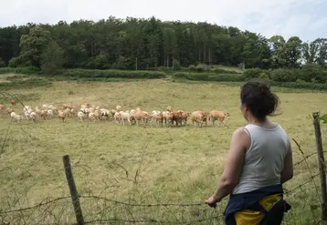 Eleveurs regardant leur troupeau de vaches allaitantes.