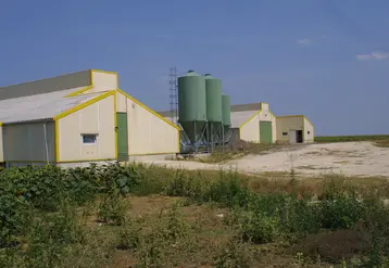 Elevage de volailles     