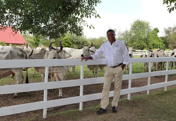 L'eleveur martiniquais André Propser devant ses vaches Brahman