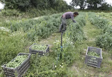 Récolte de petits pois chez un maraîcher de la Manche.
