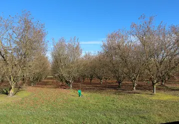 Champ de noisetiers à Cancon, capitale de la noisette. 