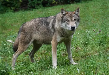  Loup dans un pré  