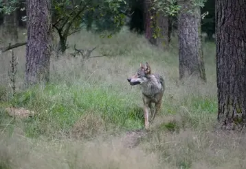  Loup se promenant dans une forêt de pins  