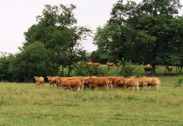   Troupeau de vaches limousines.  