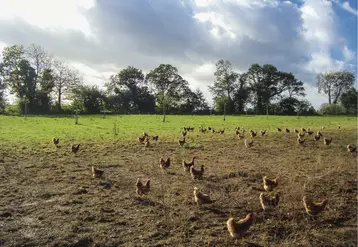 poules et arbres en arrière-plan