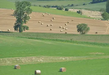 paysage avec champ et bottes de foins