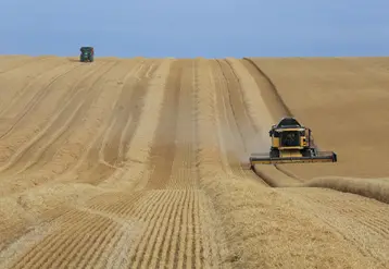 Paysage agricole estival avec la moisson d'un champ de céréales  