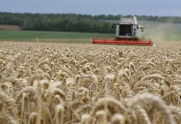 Moissonneuse dans un champ de blé