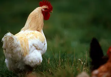 Coq dans une basse-cour.