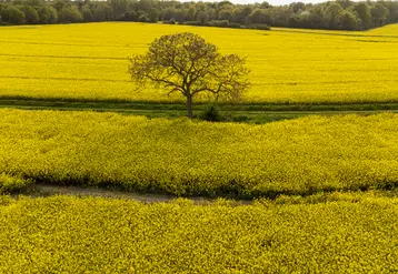 arbre au milieu de champs de colza