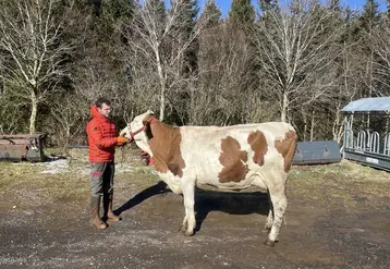 Hugo Baraillé avec une vache