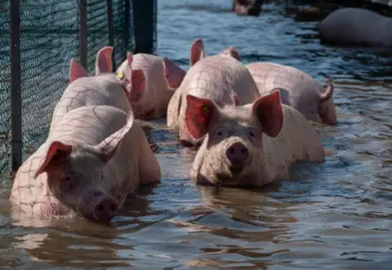plusieurs porcs avançant dans l'eau