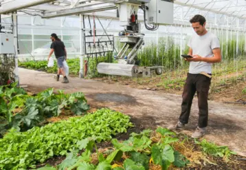 légumes sous serre