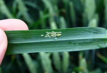 Pucerons sur une feuille de blé.