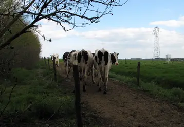 Vaches laitières dans une prairie avec des clôtures et des lignes électriques. 