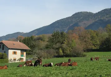 Vaches au pâturage devant un chalet en Haute-Savoie  