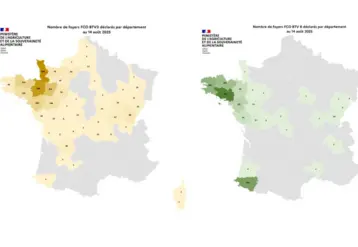 Cartes de France présentant le nombre de foyers de FCO 3 et de FCO 8 par département entre le 1er juin et le 7 août 2025. 