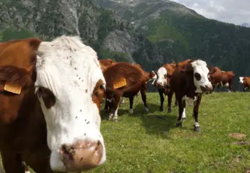 Vaches montbéliardes en estive